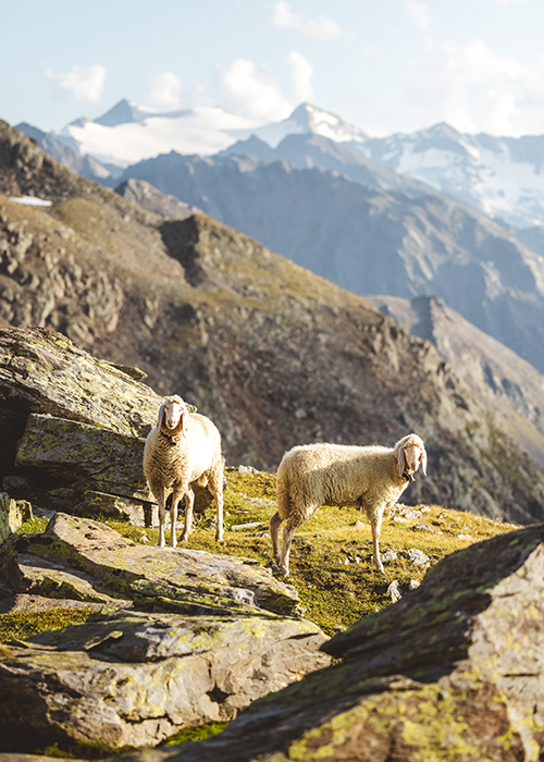 Obergurgl-wandern-Schafe